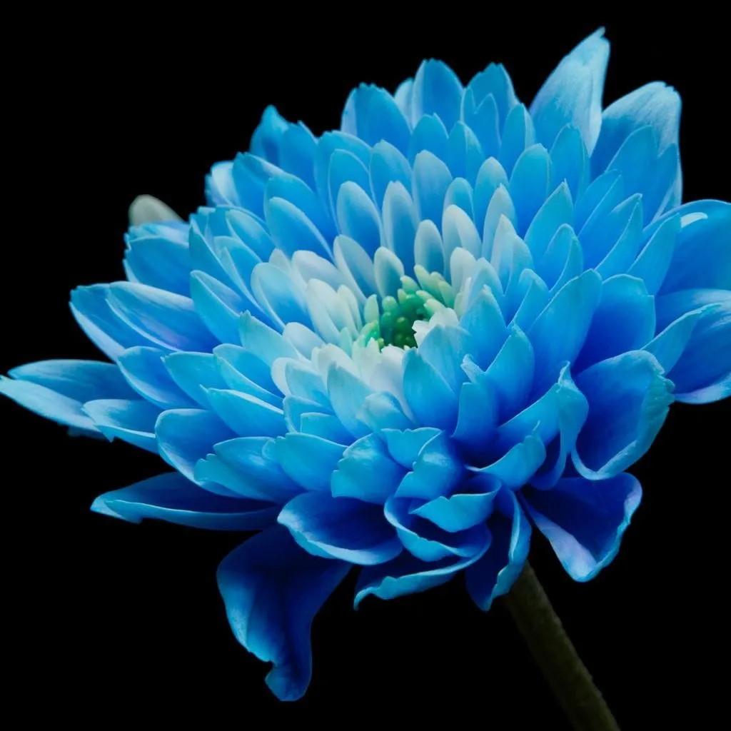 Blue Flower on Black Background